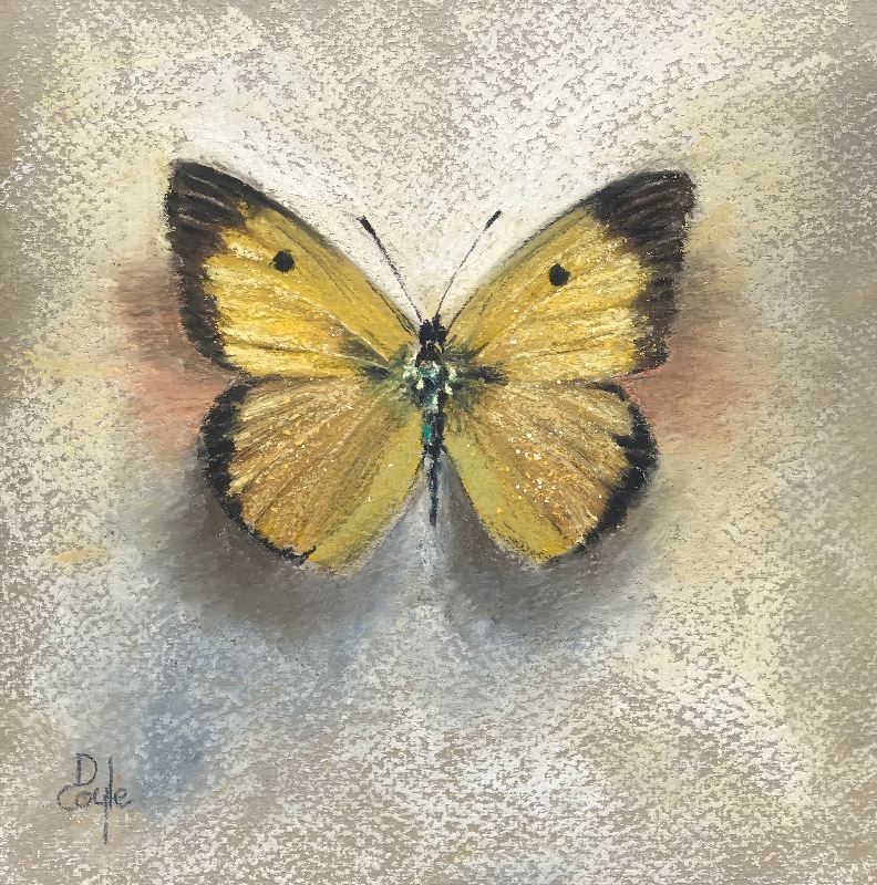 Clouded Yellow (SOLD)